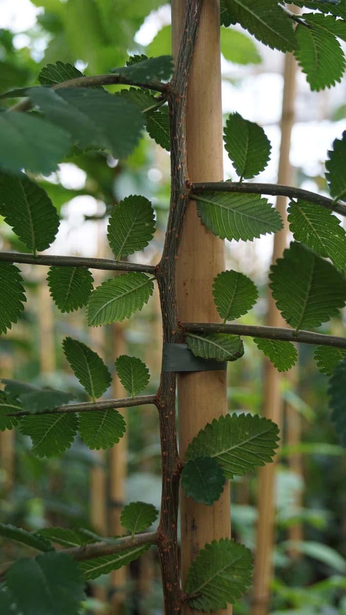 Hemiptelea davidii op stam