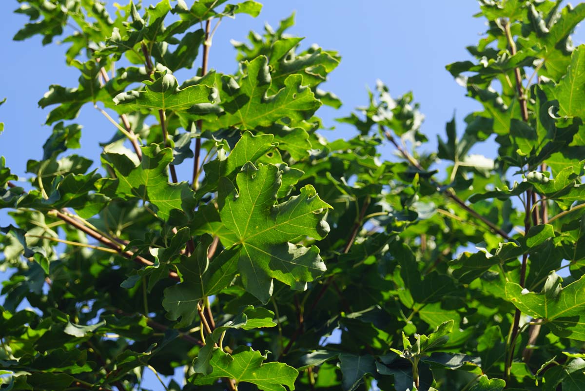 Acer campestre 'Nanum' op stam