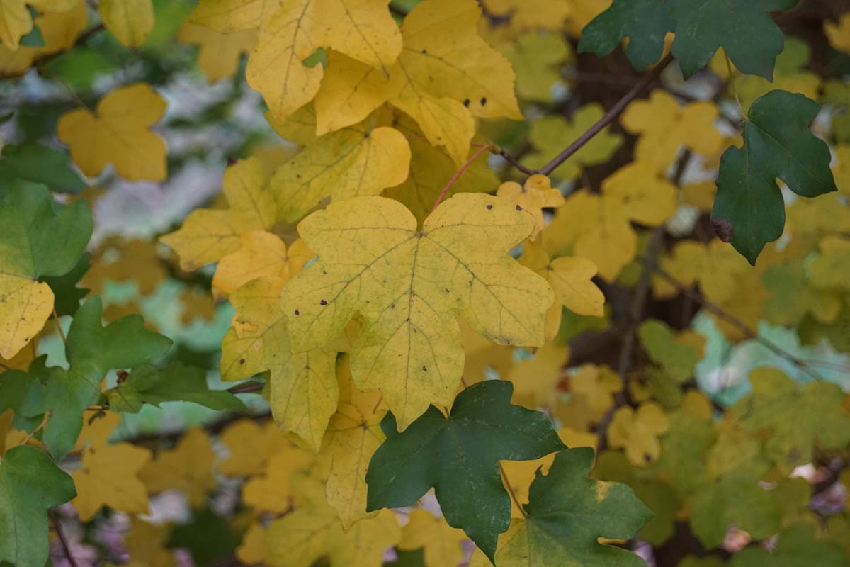 Acer campestre 'Queen Elizabeth' Tuinplanten herfstkleur