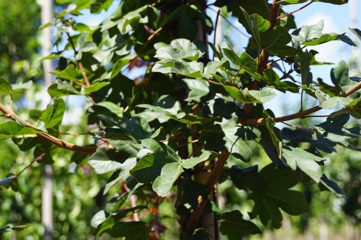 Acer campestre 'Red Shine' op stam