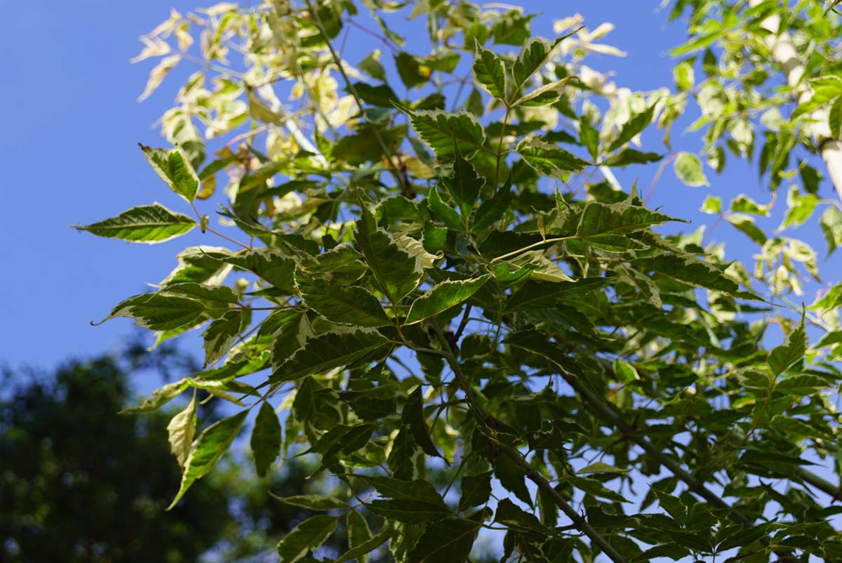 Acer negundo 'Flamingo' op stam twijg