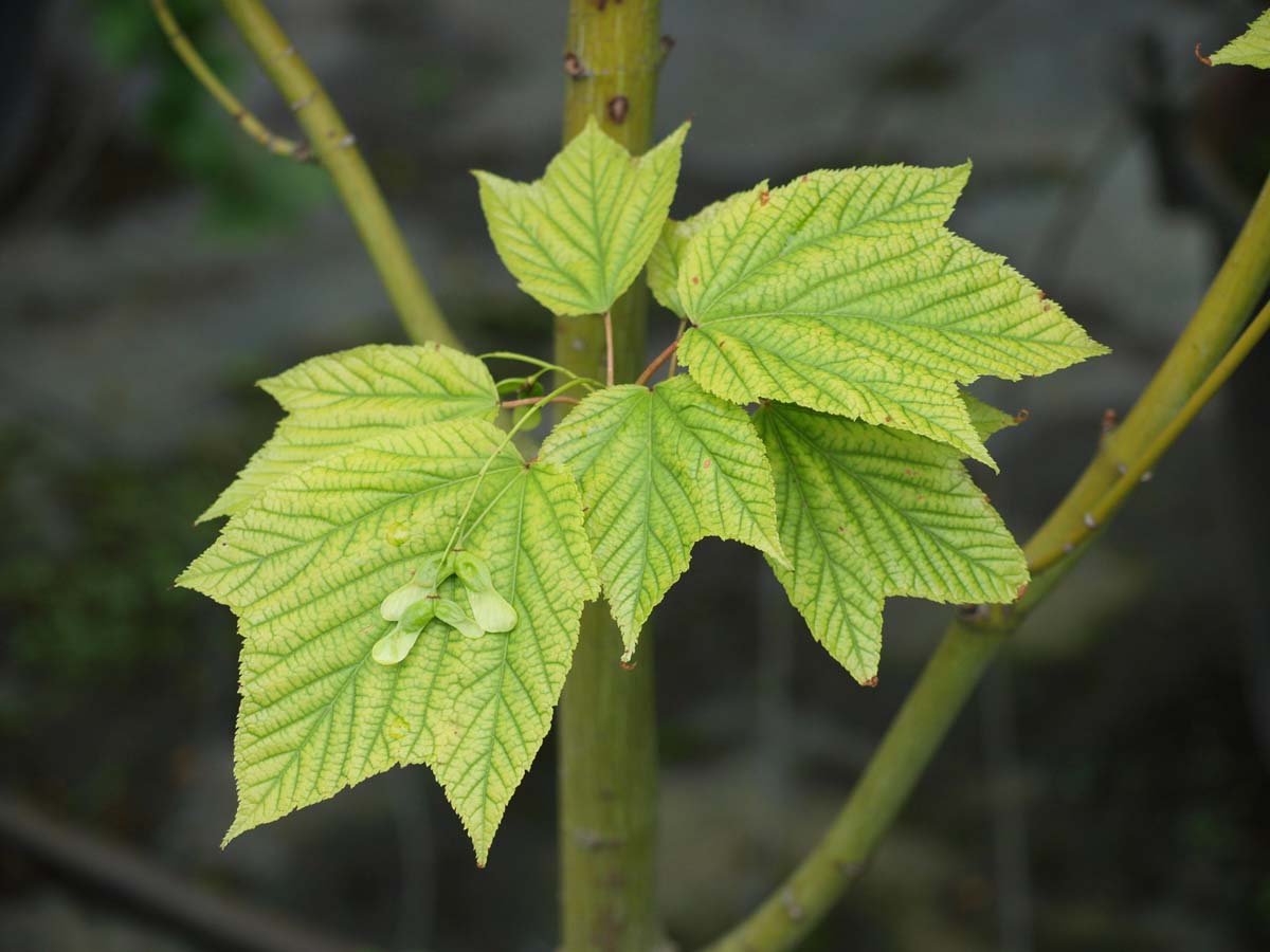 Acer davidii Tuinplanten blad