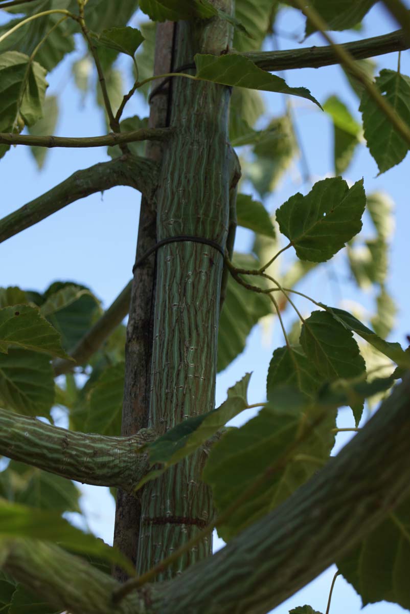 Acer davidii haagplant stam