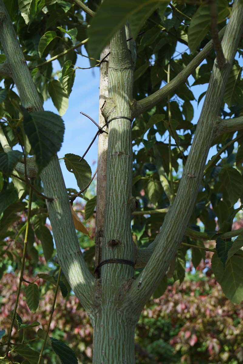 Acer davidii solitair