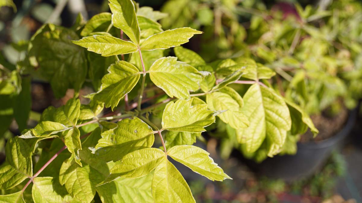 Acer negundo 'Kelly's Gold' meerstammig / struik blad