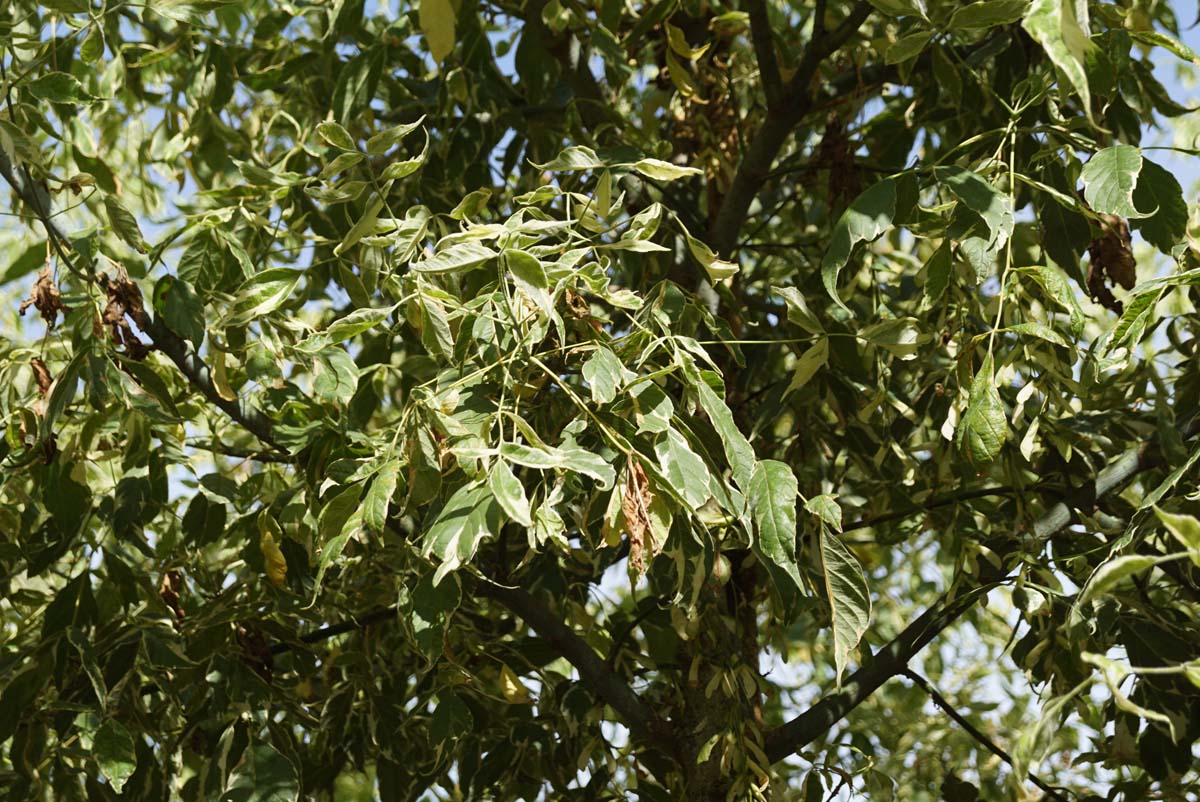 Acer negundo 'Variegatum' meerstammig / struik bladeren