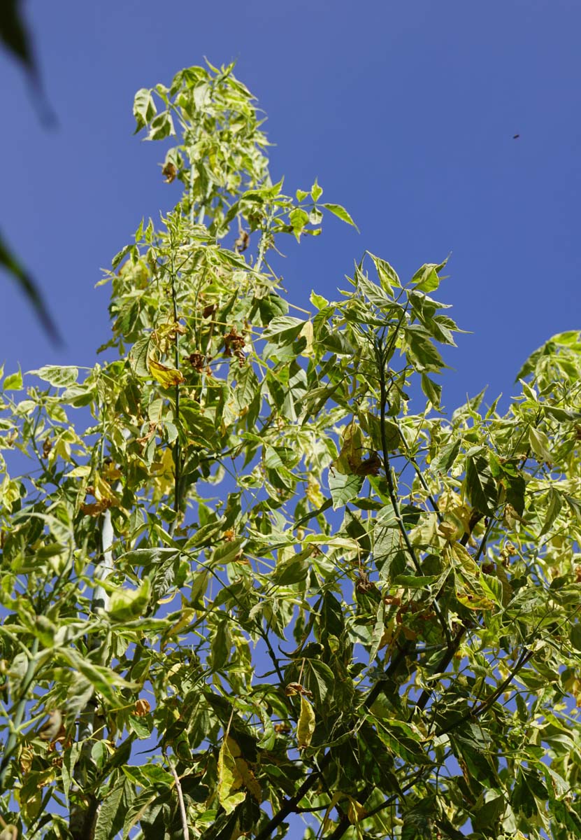 Acer negundo 'Variegatum' op stam