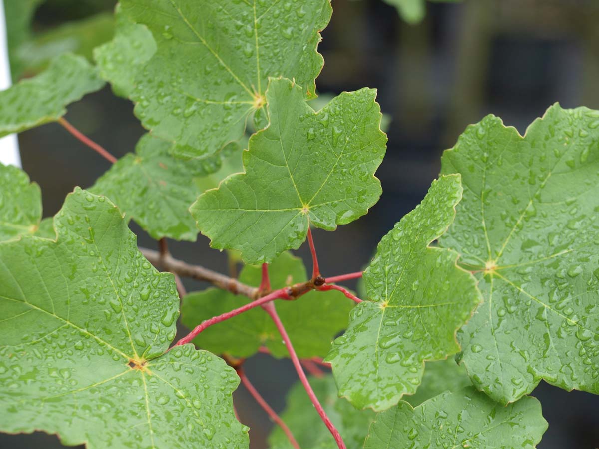 Acer opalus Tuinplanten