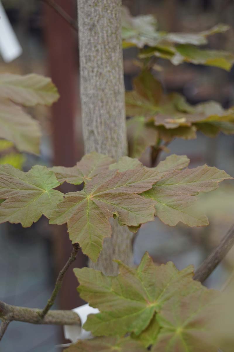 Acer opalus op stam