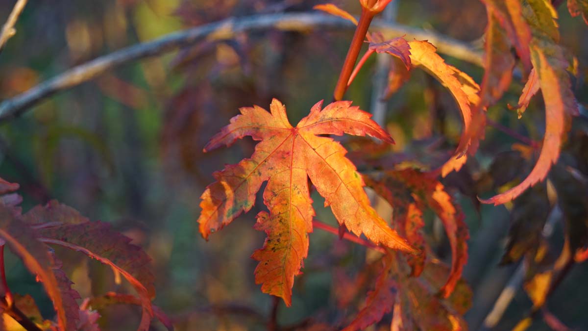 Acer palmatum meerstammig / struik herfstkleur