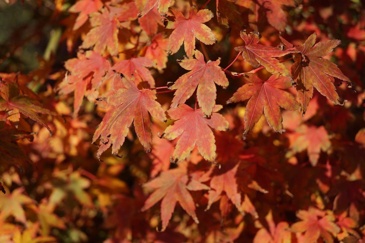 Acer palmatum meerstammig / struik herfstkleur