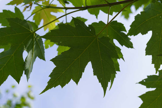 Acer freemanii 'Celzam' Tuinplanten blad