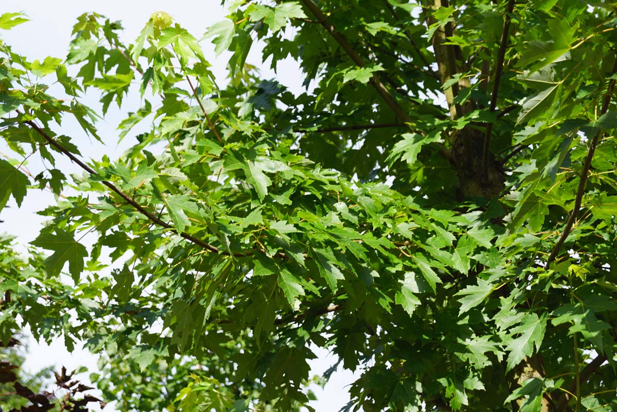 Acer freemanii 'Celzam' meerstammig / struik twijg