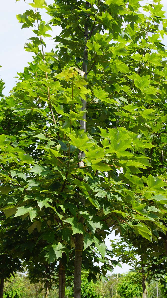 Acer freemanii 'Scarsen' op stam