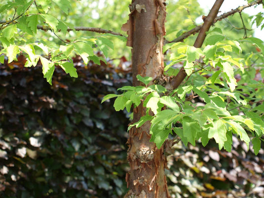 Acer griseum haagplant blad