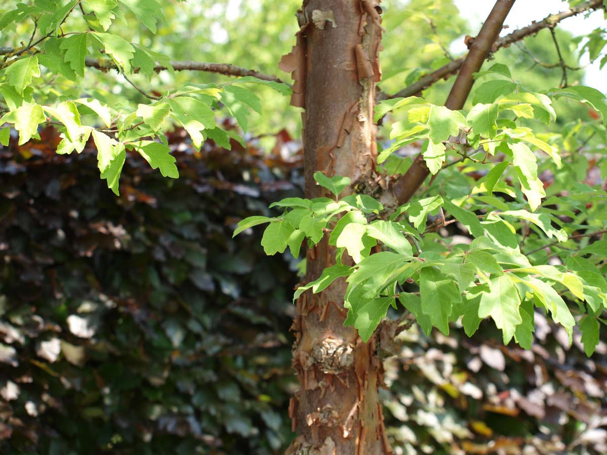 Acer griseum Tuinplanten blad