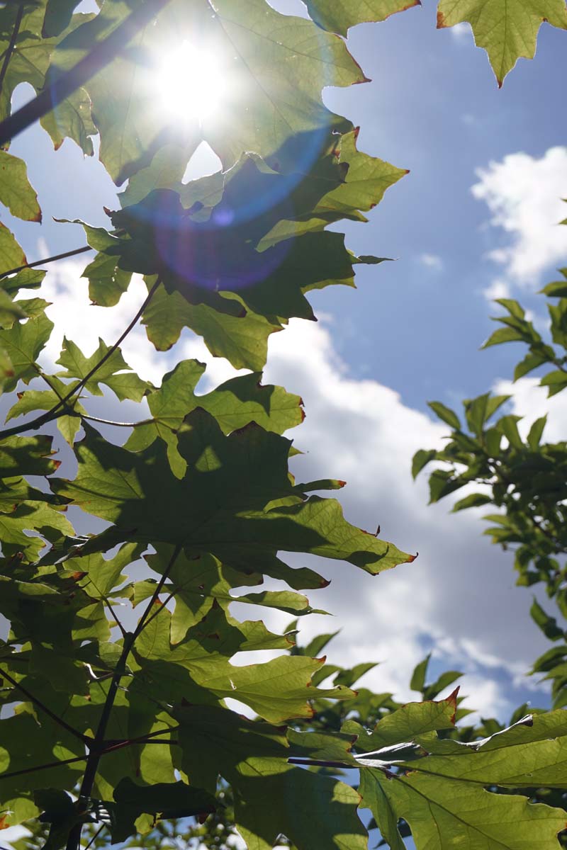 Acer macrophyllum op stam