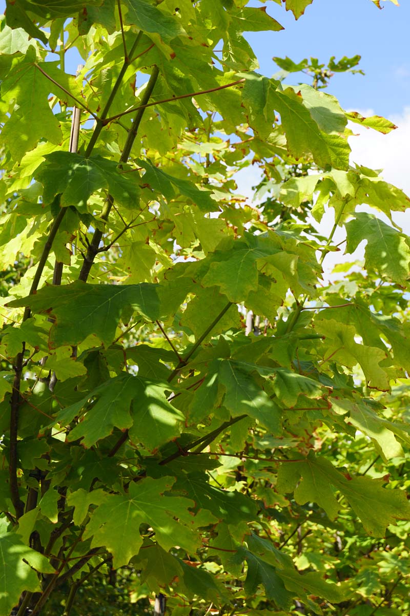 Acer macrophyllum solitair twijg