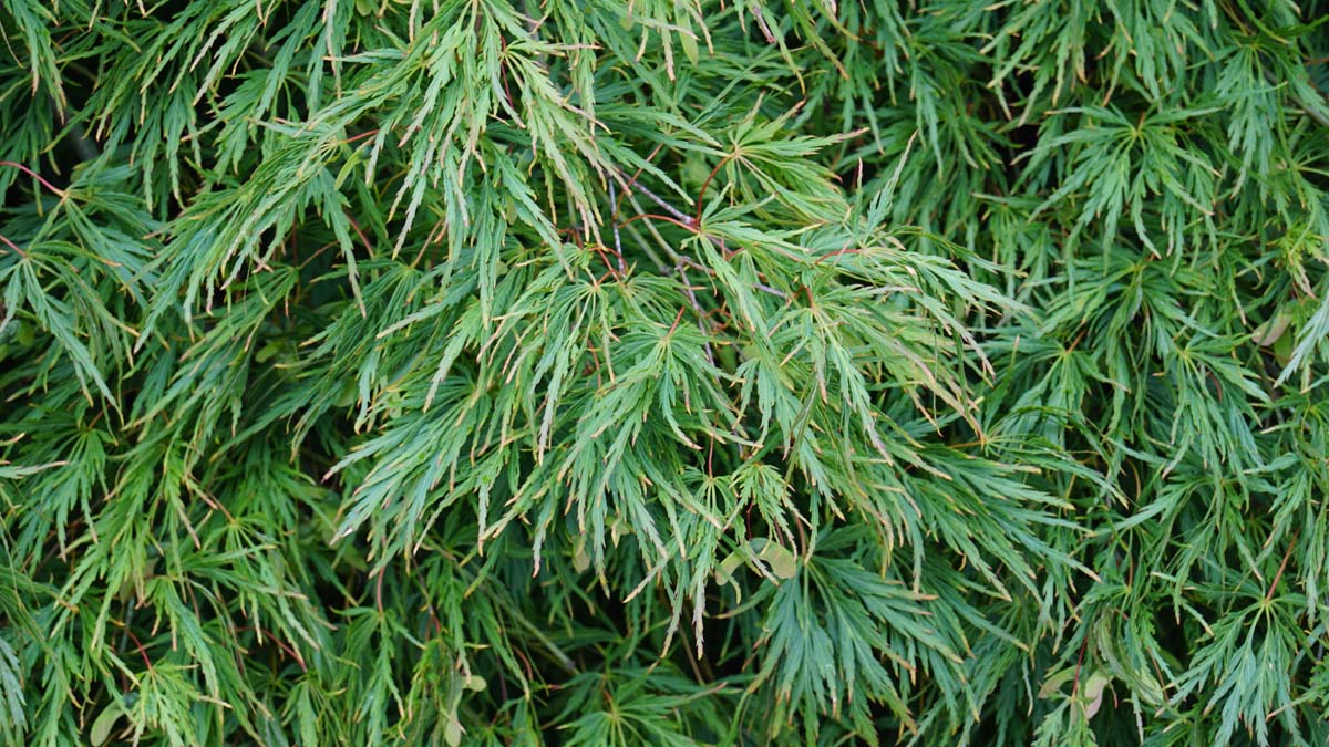 Acer palmatum 'Dissectum' op stam blad