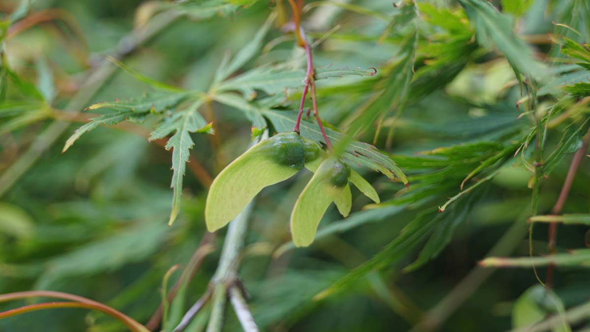 Acer palmatum 'Dissectum' op stam zaaddoos