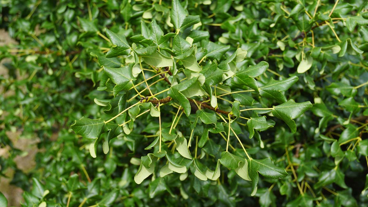 Acer monspessulanum meerstammig / struik