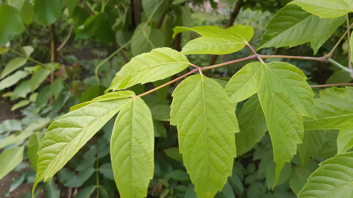 Acer negundo Tuinplanten blad