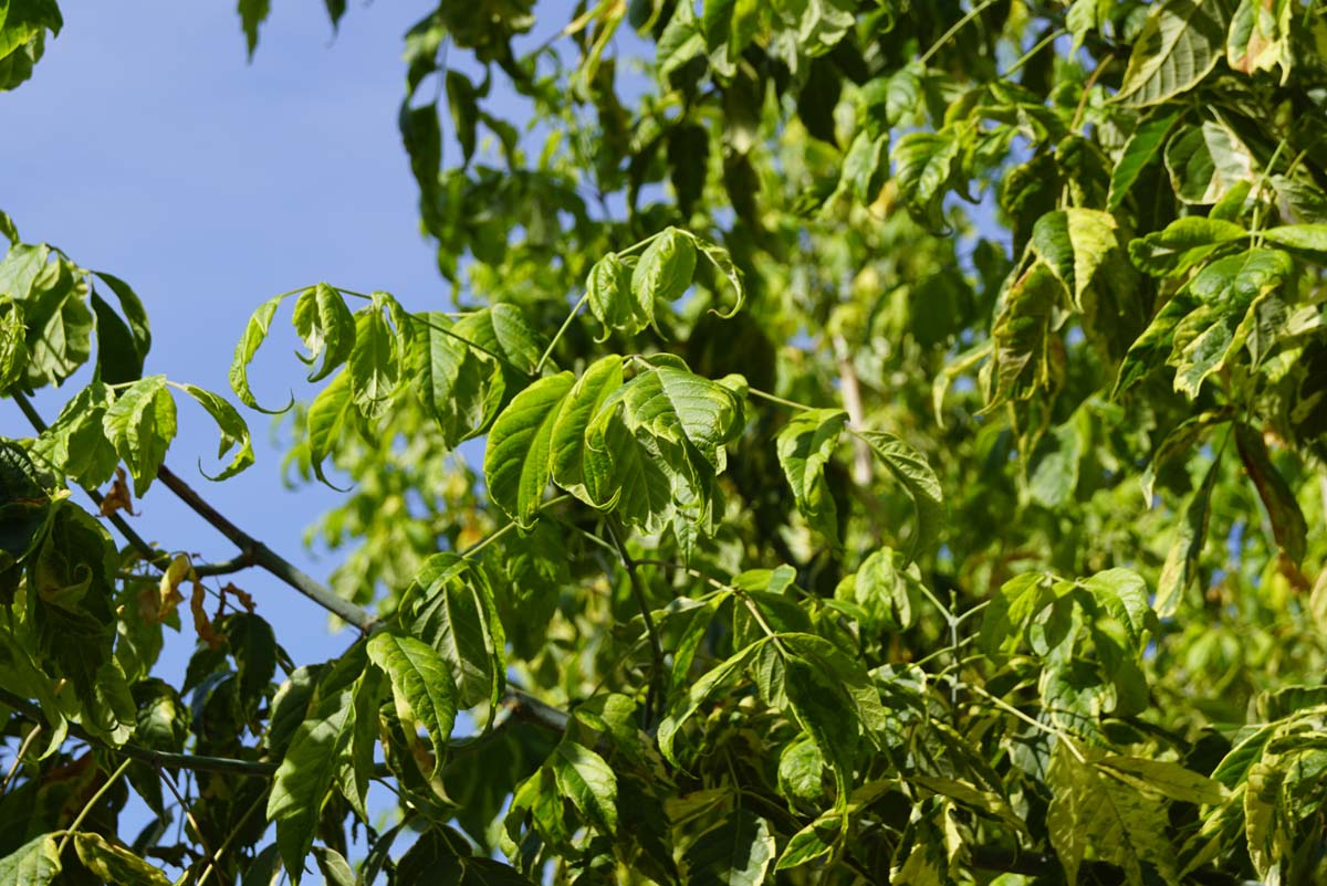 Acer negundo 'Aureomarginatum' op stam blad
