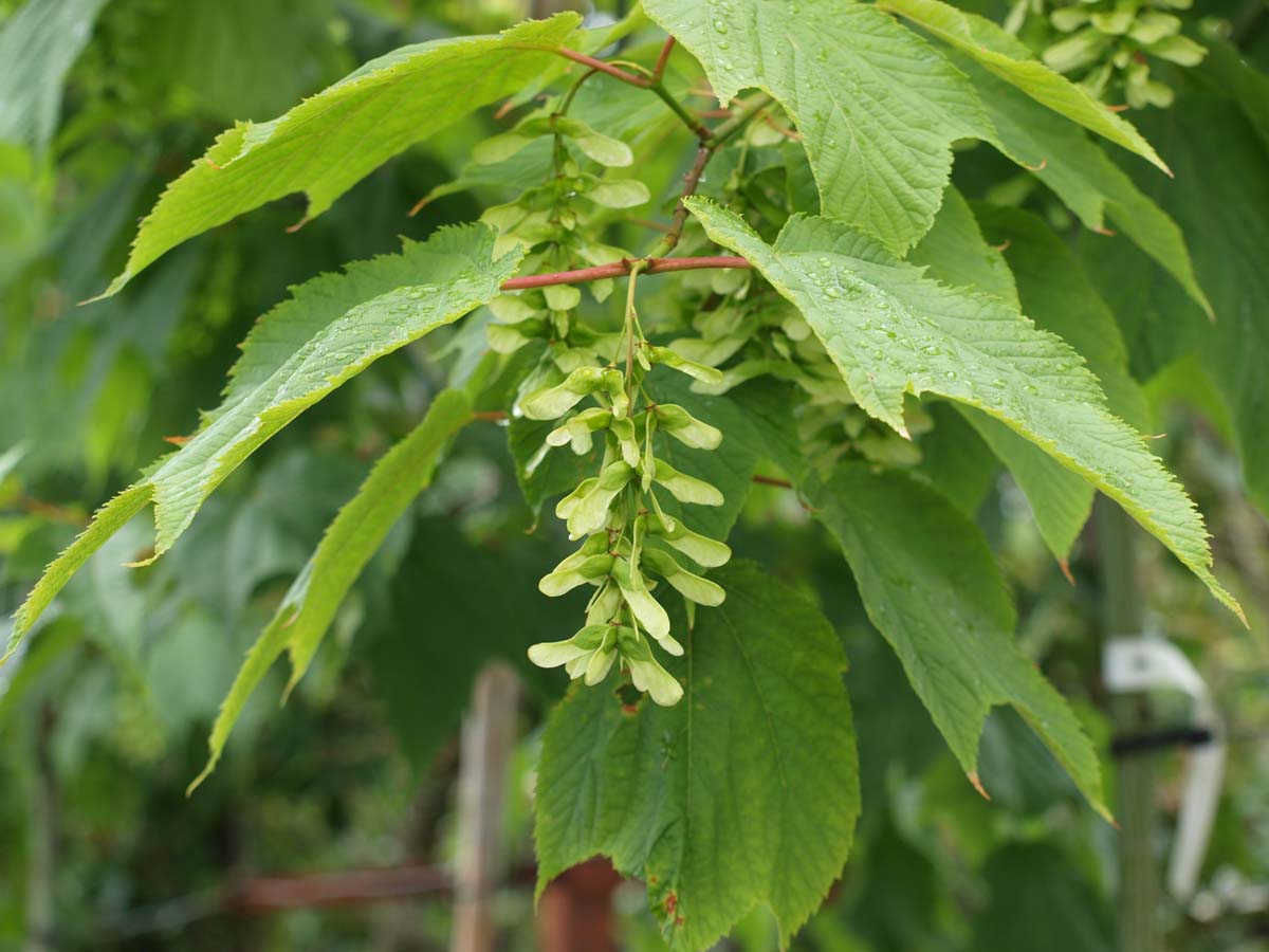 Acer pensylvanicum op stam