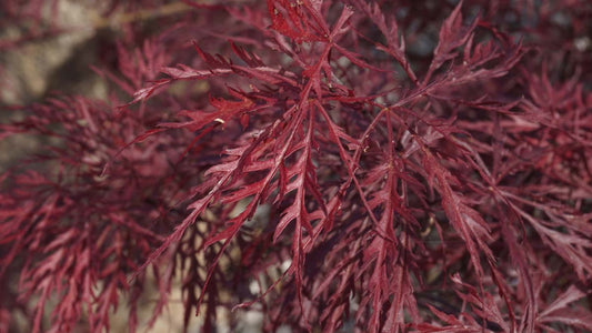 Acer palmatum 'Ornatum' meerstammig / struik