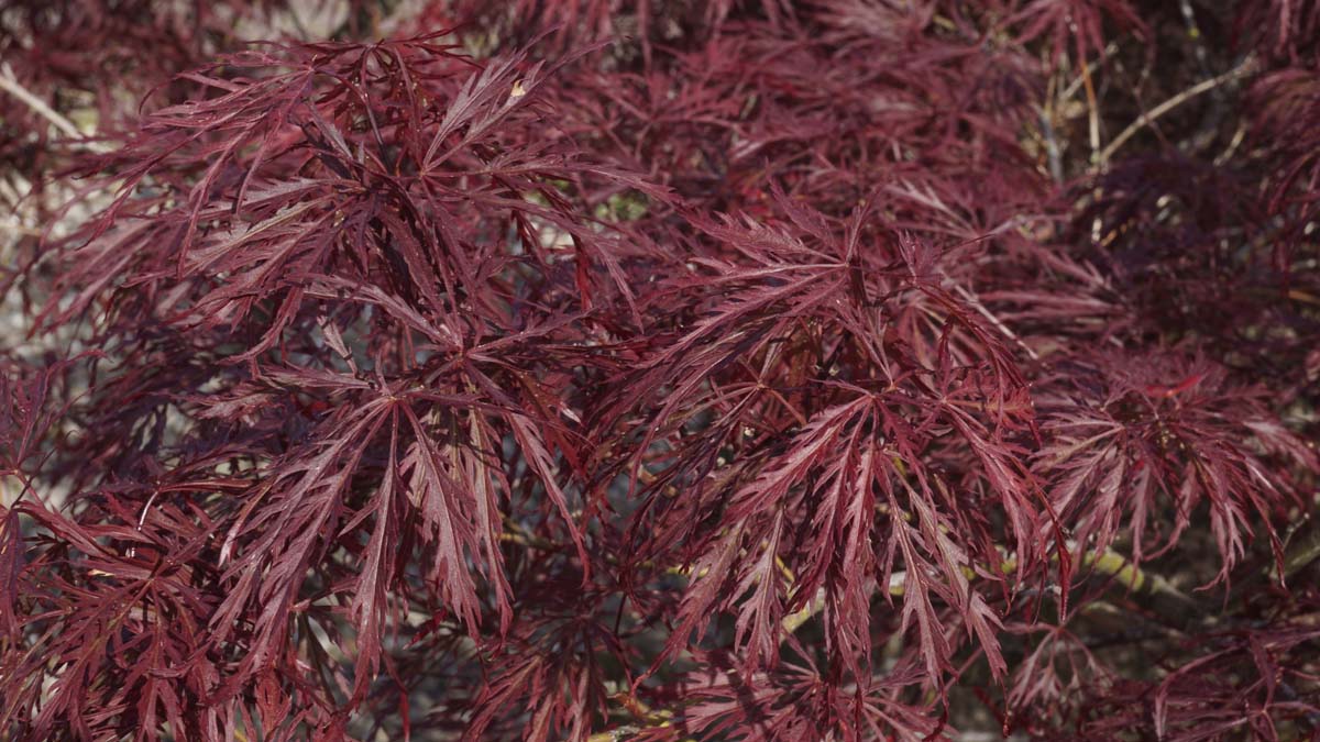 Acer palmatum 'Ornatum' meerstammig / struik