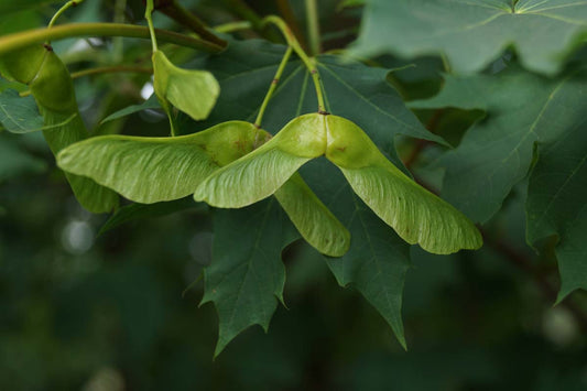 Acer platanoides haagplant zaaddoos