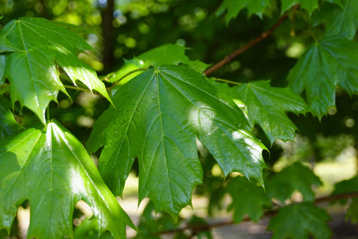 Acer platanoides haagplant blad