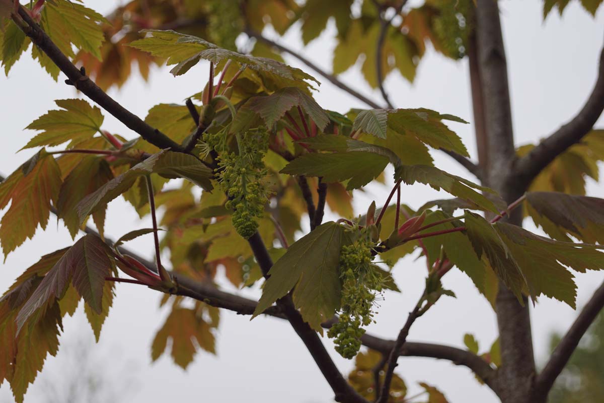 Acer palmatum 'Purpureum' op stam