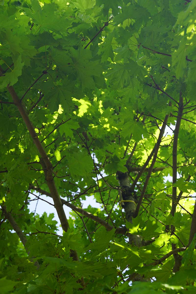 Acer platanoides 'Autumn Blaze' op stam