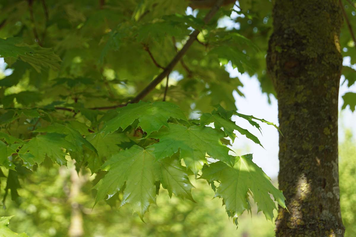 Acer platanoides 'Autumn Blaze' op stam