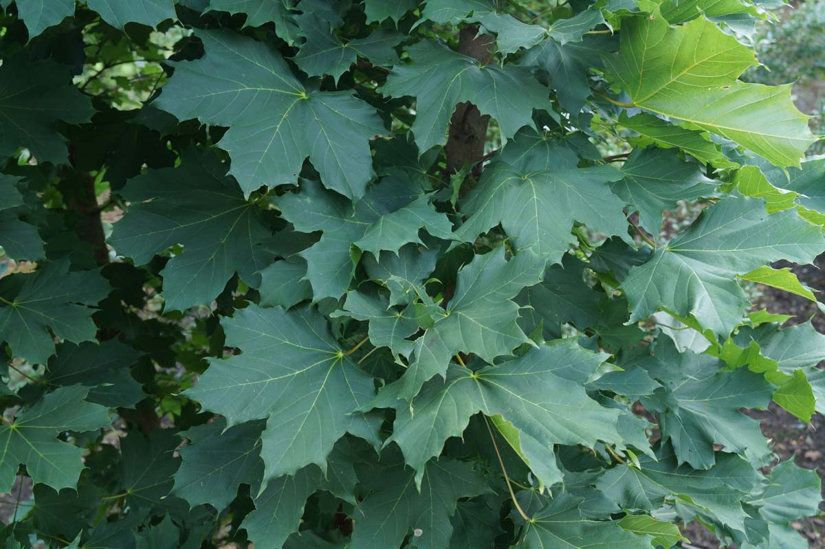 Acer platanoides 'Columnare' meerstammig / struik blad