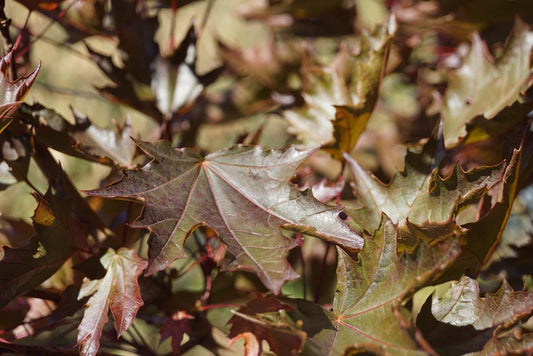 Acer platanoides 'Crimson Sentry' Tuinplanten blad