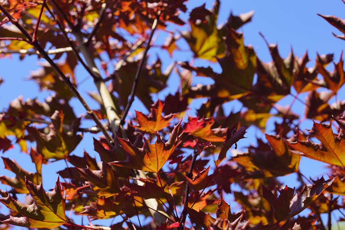 Acer platanoides 'Crimson Sentry' meerstammig / struik blad