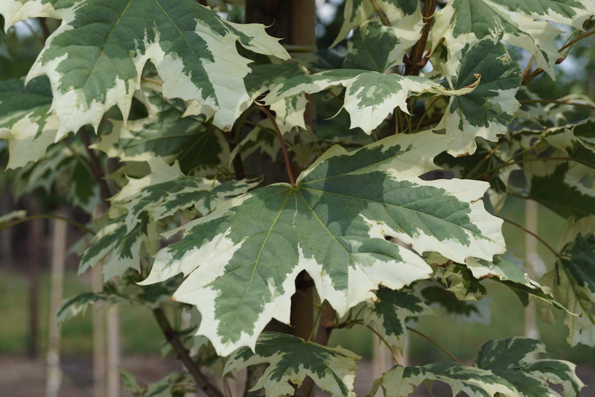 Acer platanoides 'Drummondii' Tuinplanten blad
