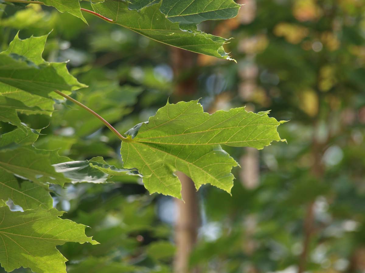 Acer platanoides 'Emerald Queen' op stam