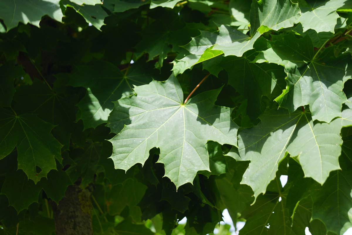 Acer platanoides 'Farlake's Green' Tuinplanten