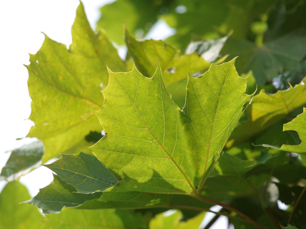 Acer platanoides 'Farlake's Green' Tuinplanten
