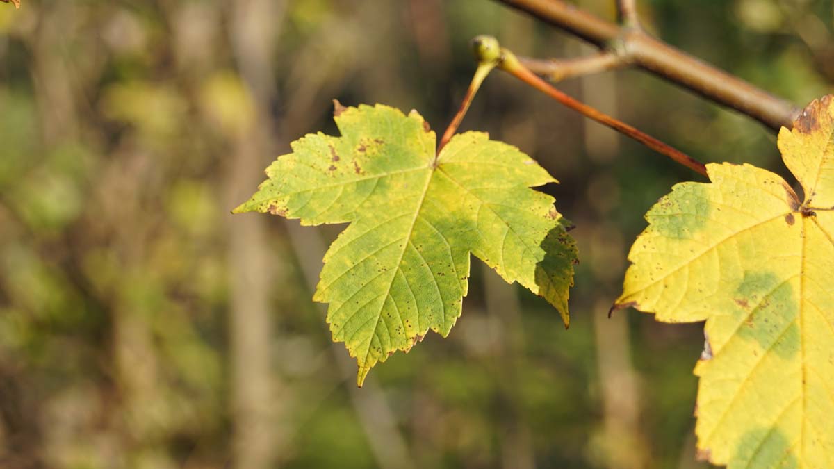 Acer pseudoplatanus solitair herfstkleur