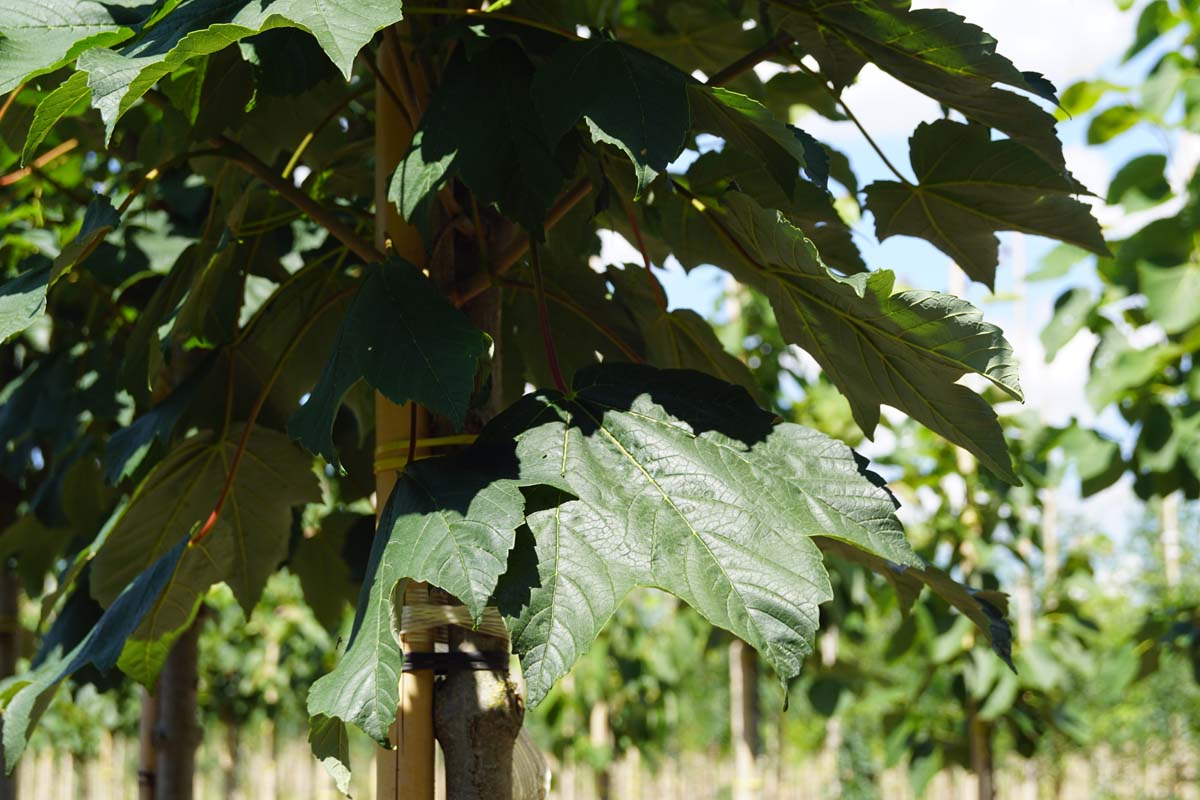 Acer pseudoplatanus 'Bruchem' op stam
