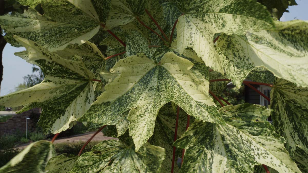 Acer pseudoplatanus 'Leopoldii' solitair