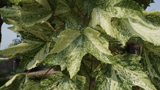 Acer pseudoplatanus 'Leopoldii' meerstammig / struik blad