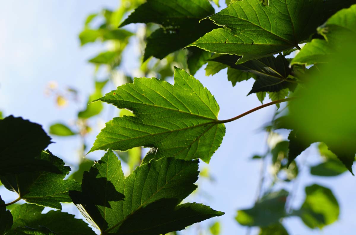 Acer pseudoplatanus 'Negenia' op stam blad