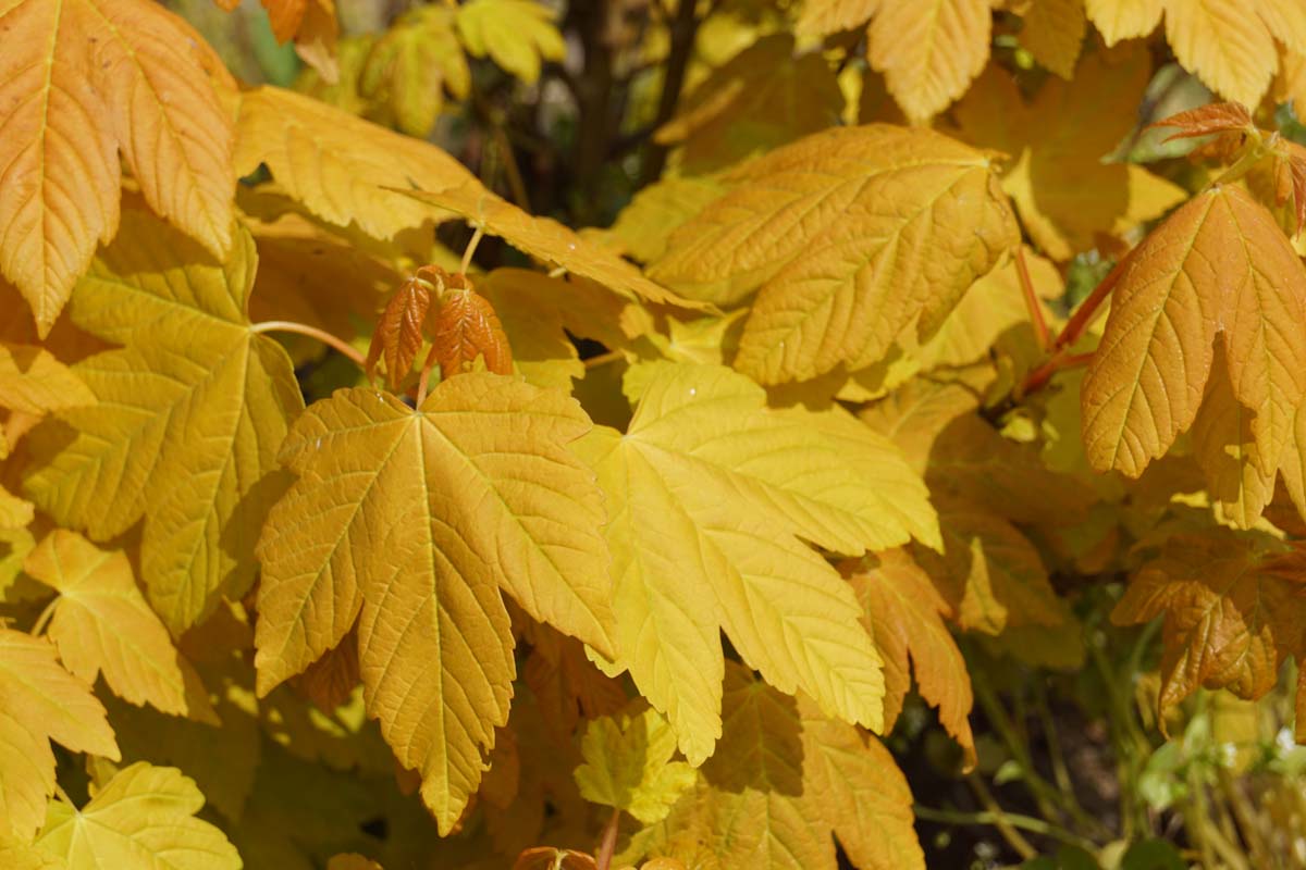 Acer pseudoplatanus 'Worley' meerstammig / struik blad
