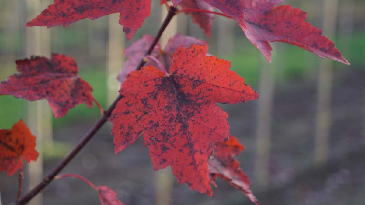 Acer rubrum 'Autumn Flame' op stam herfstkleur