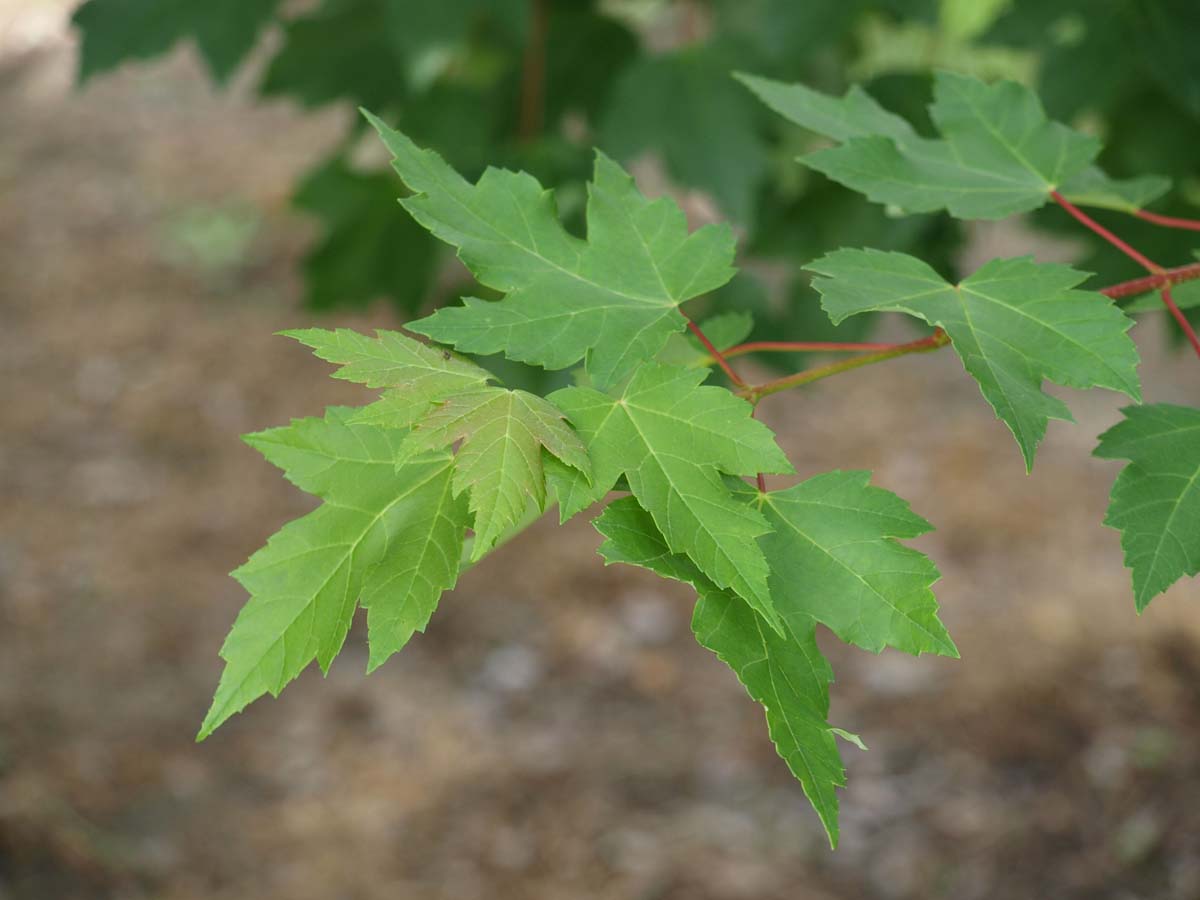 Acer rubrum 'October Glory' op stam blad